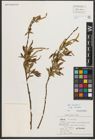 Foto von Salix triandra subsp. triandra L.